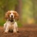 11 FAQ sur les piqûres de tiques sur les chiens