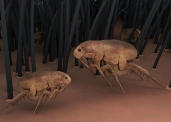 11 faits sur les puces | Animauxinfo