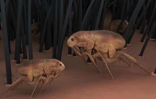 11 faits sur les puces | Animauxinfo