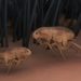 11 faits sur les puces | Animauxinfo