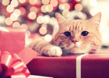 12 cadeaux de vacances pour animaux de compagnie pour surprendre vos amis à quatre pattes