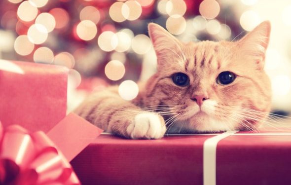 12 cadeaux de vacances pour animaux de compagnie pour surprendre vos amis à quatre pattes