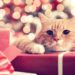12 cadeaux de vacances pour animaux de compagnie pour surprendre vos amis à quatre pattes