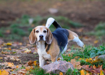 12 positions de pipi pour chiens et leur signification