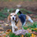 12 positions de pipi pour chiens et leur signification
