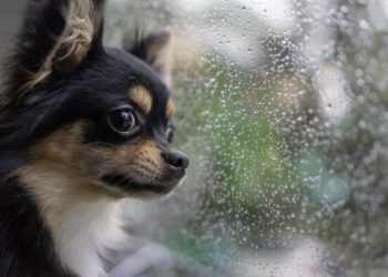 14 conseils de sécurité pour les animaux de compagnie