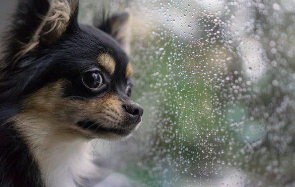 14 conseils de sécurité pour les animaux de compagnie