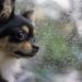 14 conseils de sécurité pour les animaux de compagnie
