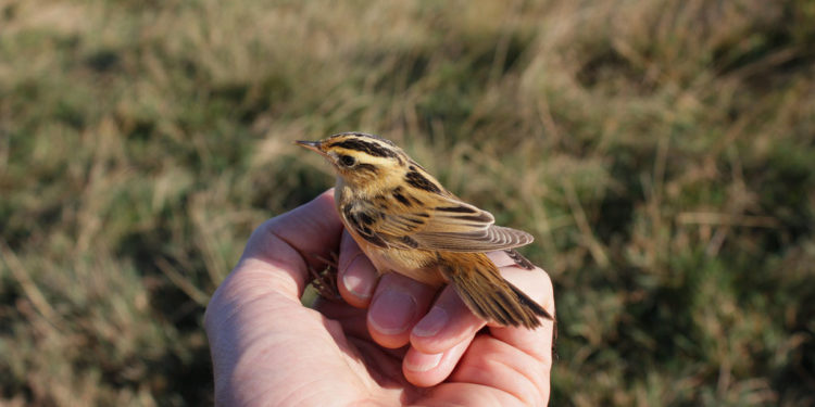 Oiseau fauvette aquatique – Faits, informations et photos