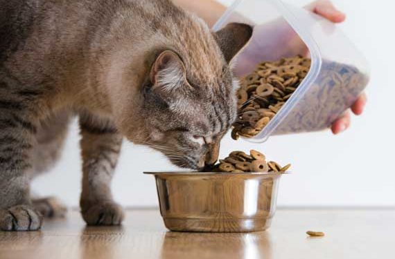 Ce que chaque fabricant devrait faire pour empêcher les rappels d’aliments pour animaux de compagnie