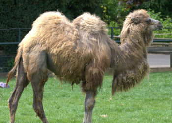 Chameau Bactrain – Photos, faits et informations