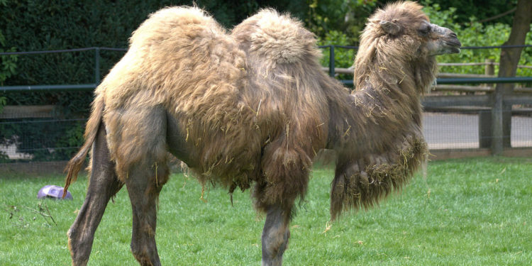Chameau Bactrain – Photos, faits et informations