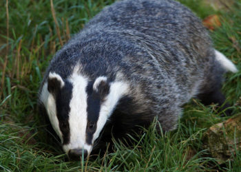 Blaireau – Coin des animaux