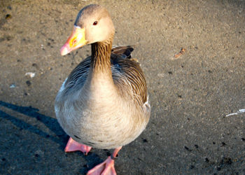 Bean Goose – Coin des animaux