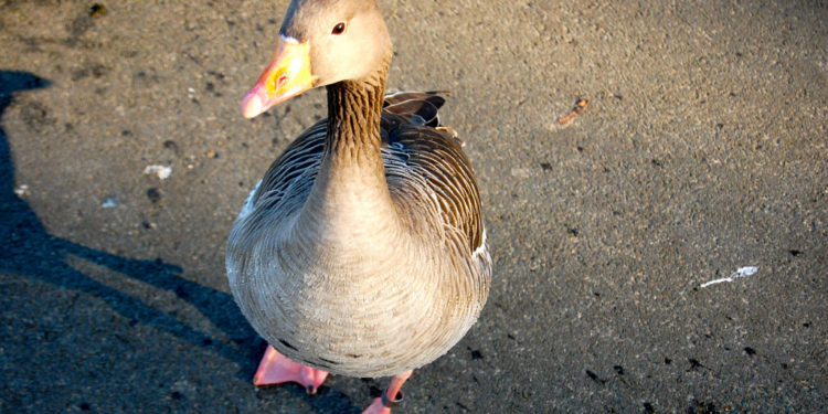 Bean Goose – Coin des animaux