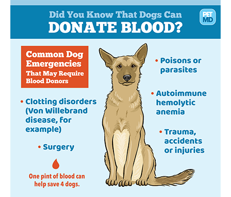 Transfusion sanguine de chien