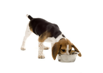 Que signifie Made in USA pour les aliments pour animaux de compagnie?