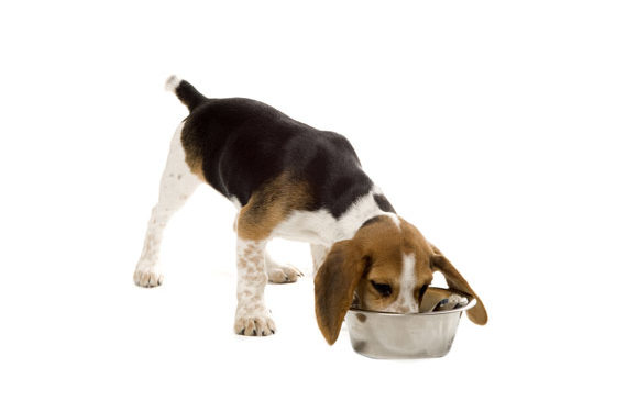 Que signifie Made in USA pour les aliments pour animaux de compagnie?