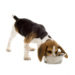 Que signifie Made in USA pour les aliments pour animaux de compagnie?