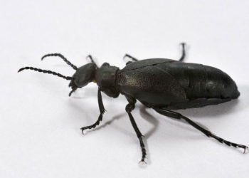 Blister Beetle – Faits, informations et photos