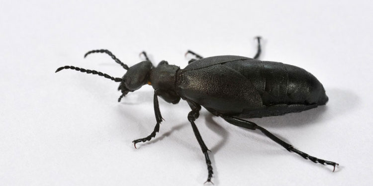 Blister Beetle – Faits, informations et photos