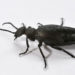 Blister Beetle – Faits, informations et photos