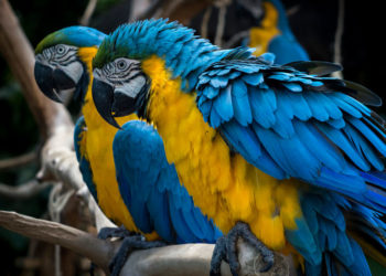 Perroquet Ara bleu et jaune