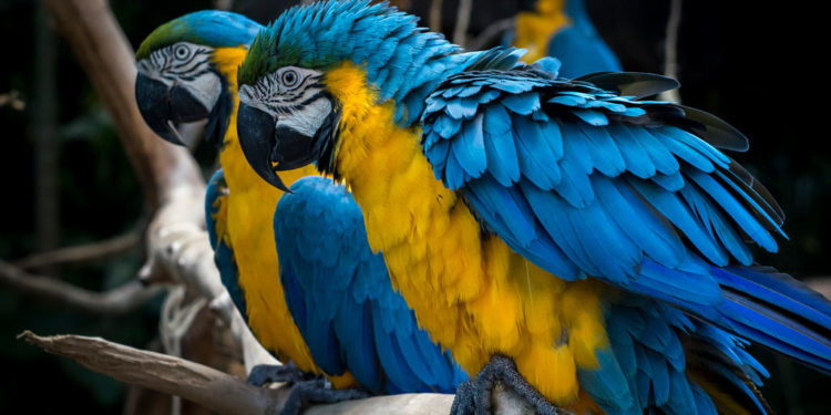 Perroquet Ara bleu et jaune