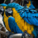 Perroquet Ara bleu et jaune