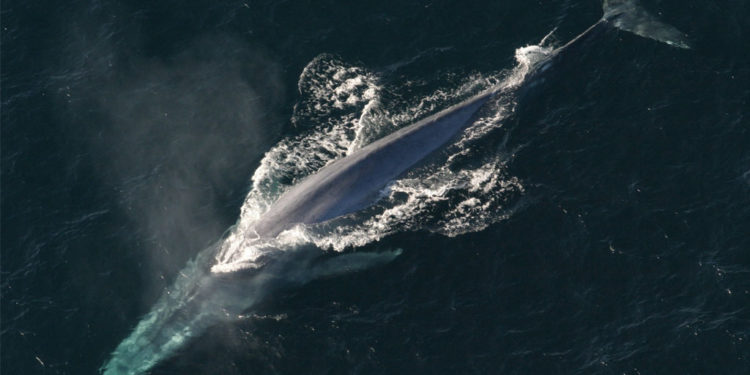 Rorquals bleus | Faits, informations et habitat des baleines des Galapagos