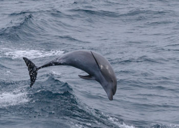 Grand dauphin – faits, informations et photos