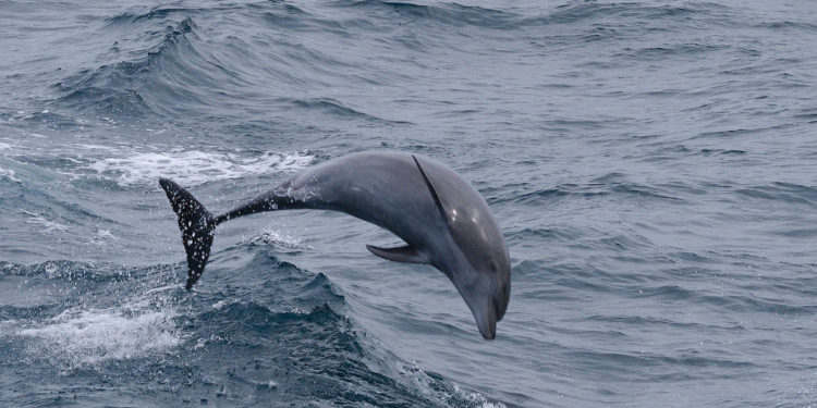 Grand dauphin – faits, informations et photos