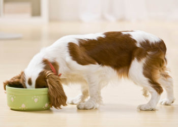 20 aliments que vous ne devriez jamais nourrir votre chien