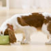 20 aliments que vous ne devriez jamais nourrir votre chien