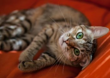 4 façons de divertir votre chat d’intérieur pendant votre absence