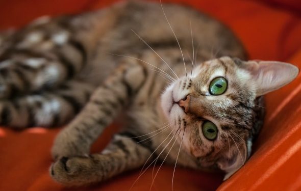 4 façons de divertir votre chat d’intérieur pendant votre absence