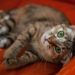 4 façons de divertir votre chat d’intérieur pendant votre absence