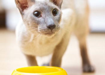 4 raisons pour lesquelles les régimes de vie contribuent à améliorer la santé des chats