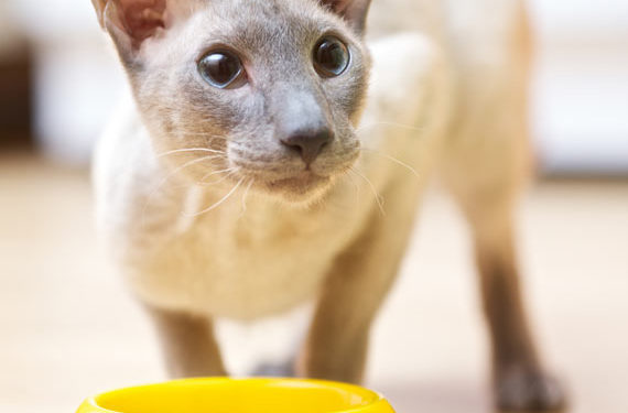 4 raisons pour lesquelles les régimes de vie contribuent à améliorer la santé des chats