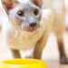 4 raisons pour lesquelles les régimes de vie contribuent à améliorer la santé des chats