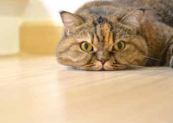 4 remèdes maison courants pour votre chat