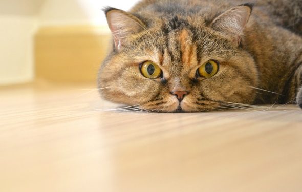 4 remèdes maison courants pour votre chat