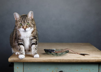 5 aliments dangereux pour les chats