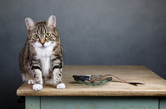 5 aliments dangereux pour les chats