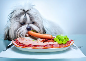 5 aliments qui peuvent être toxiques pour votre chien