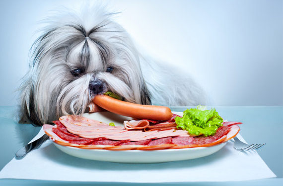5 aliments qui peuvent être toxiques pour votre chien