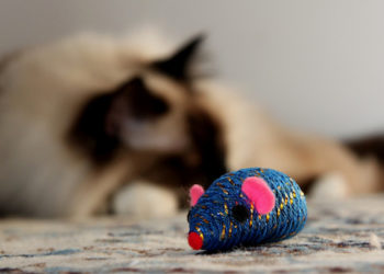 5 alternatives à l’herbe à chat | Animauxinfo