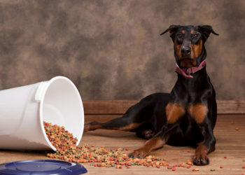 5 erreurs de stockage d’aliments pour chiens que vous ne voulez pas faire