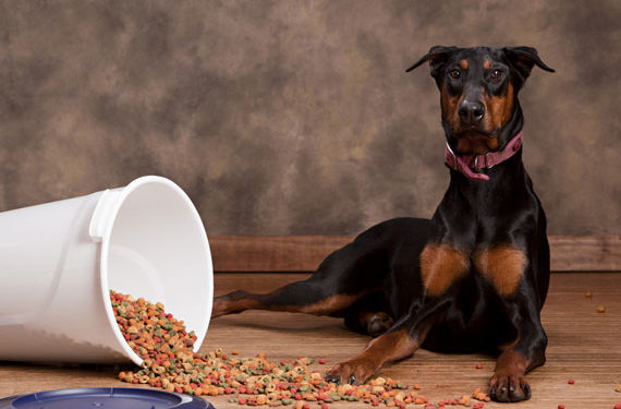 5 erreurs de stockage d’aliments pour chiens que vous ne voulez pas faire