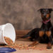 5 erreurs de stockage d’aliments pour chiens que vous ne voulez pas faire